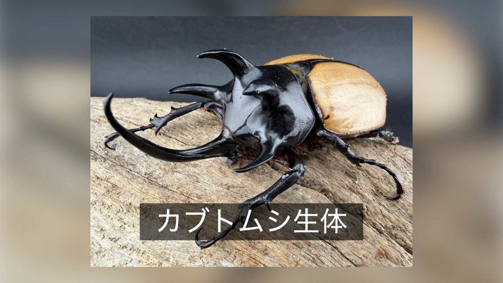 カブトムシ – KPW公式オンラインショップ