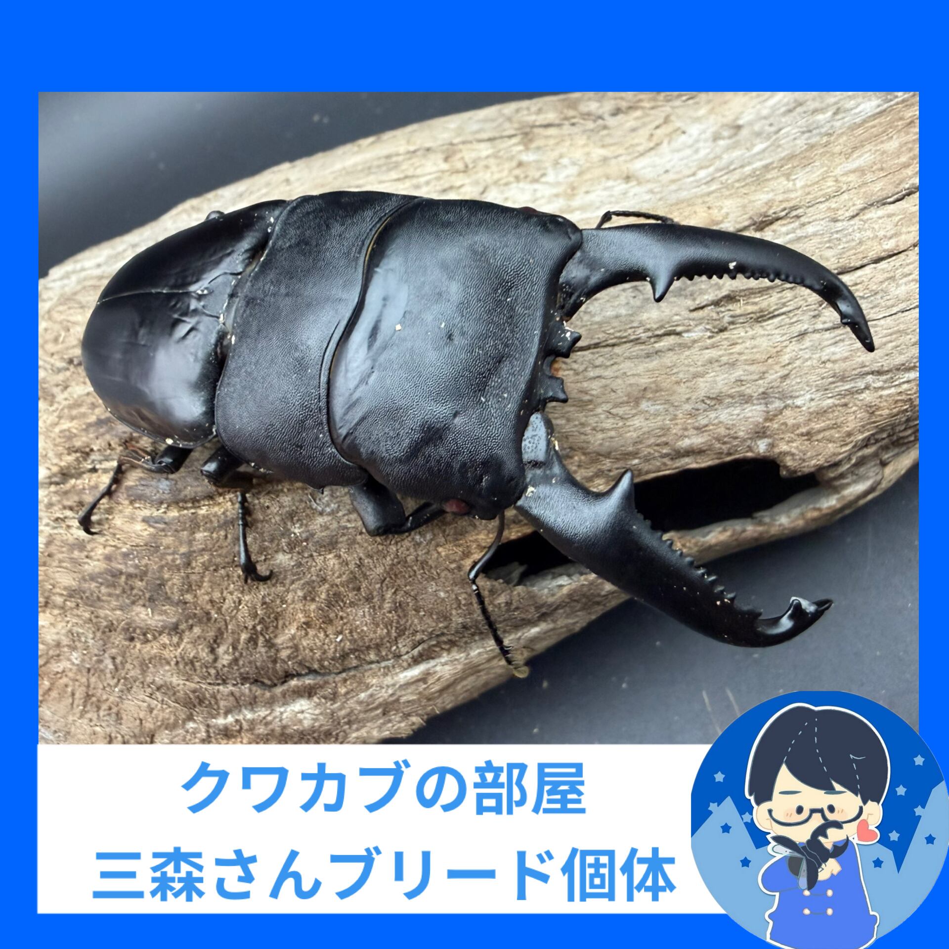 赤目】《パラワンオオヒラタクワガタ レッドアイ 103mm ペア》クワカブ