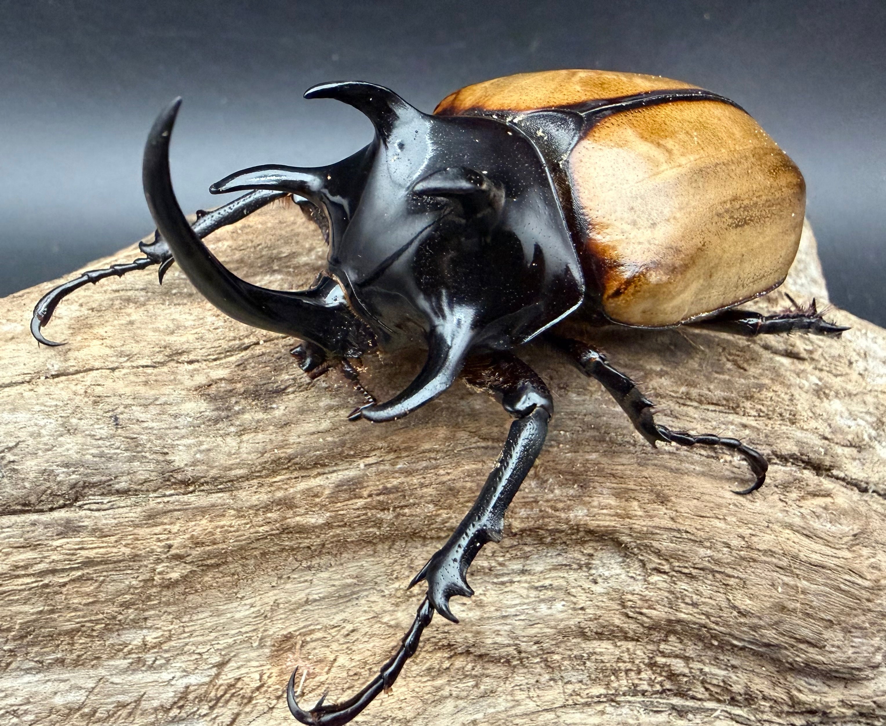 WD】《ゴホンツノカブト原名亜種 ラオス産 85.5mm ペア》 – KPW公式