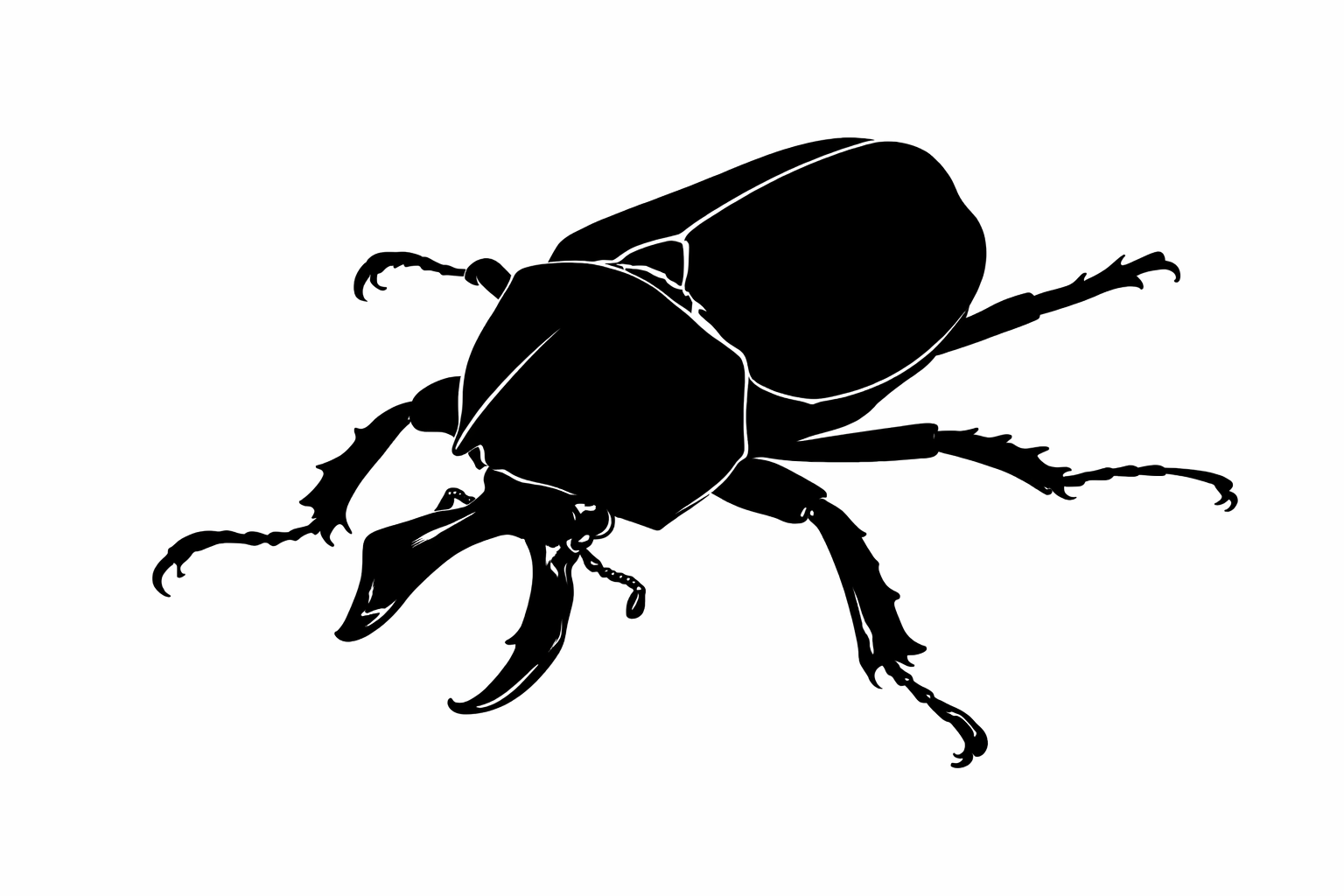 ヒナカブトの仲間