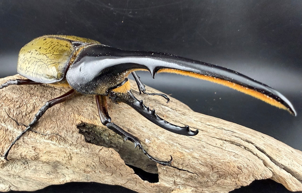 ヘラクレスオオカブトの仲間