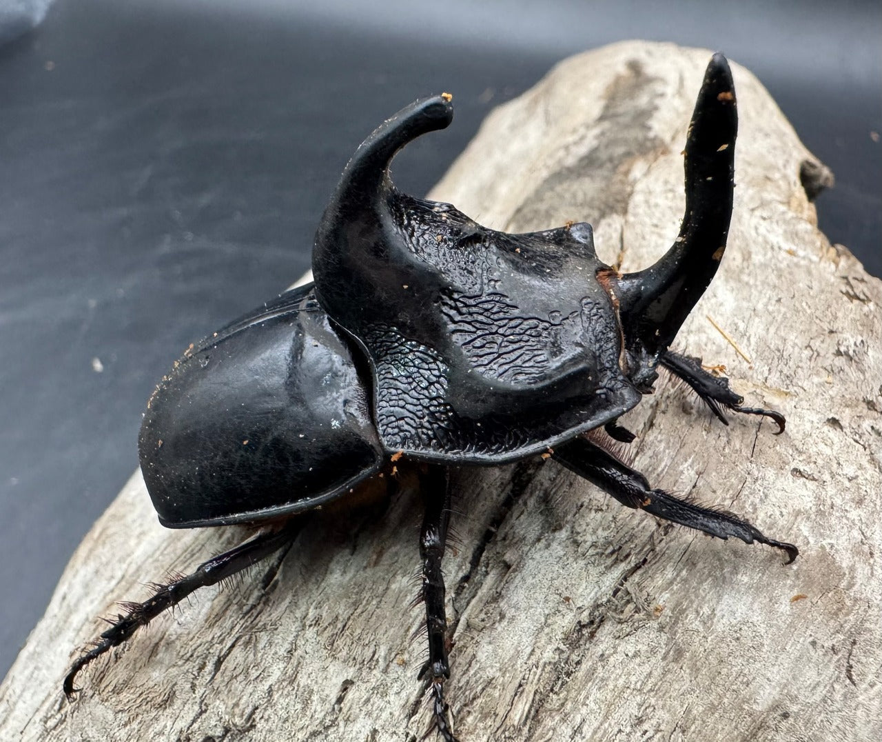 サイカブト・メンガタカブトの仲間