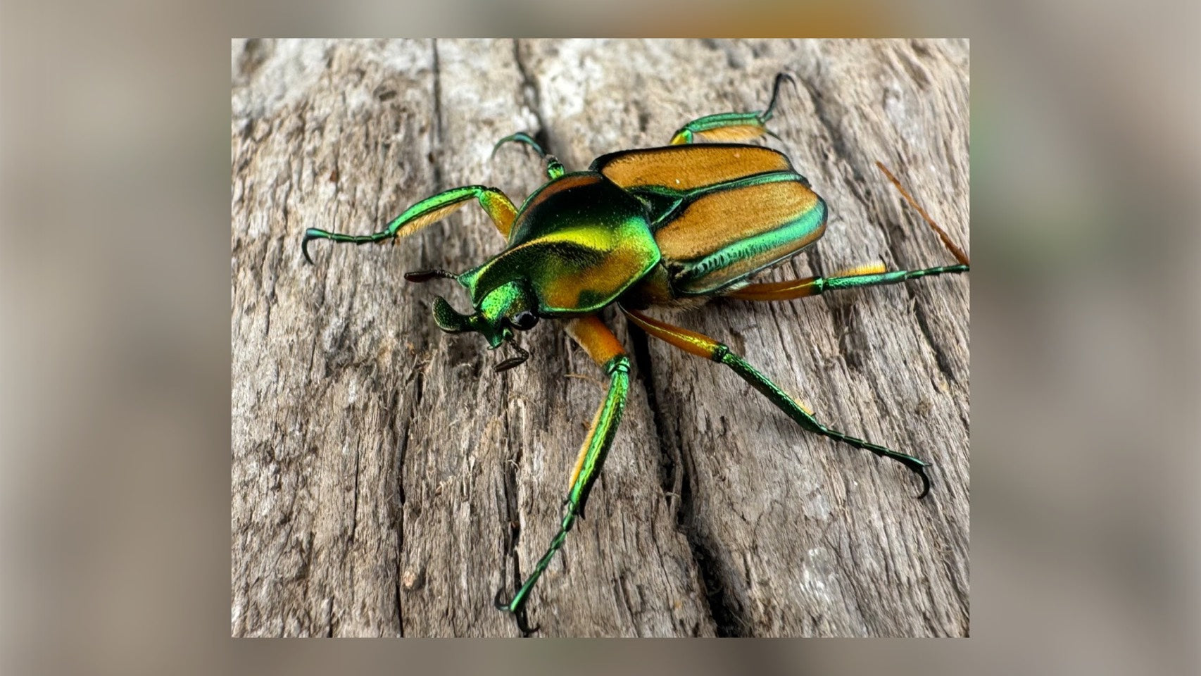カナブン・ハナムグリなどその他昆虫