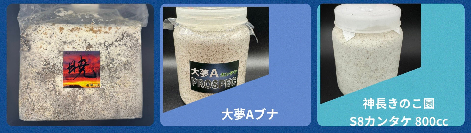 カンタケ