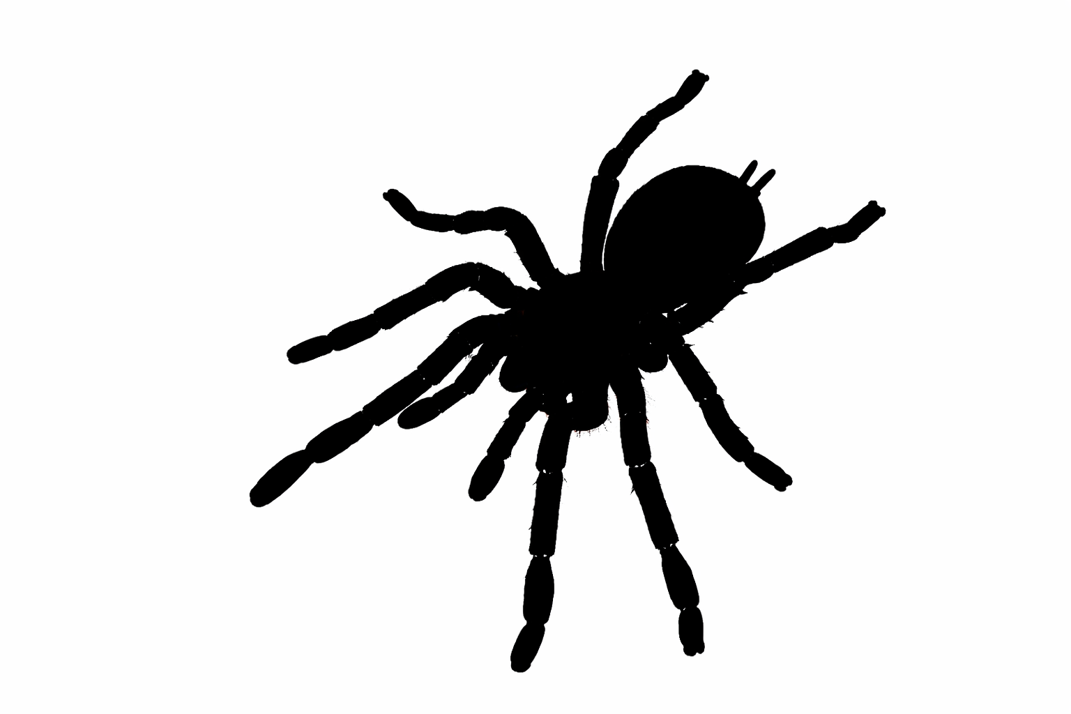 クモ