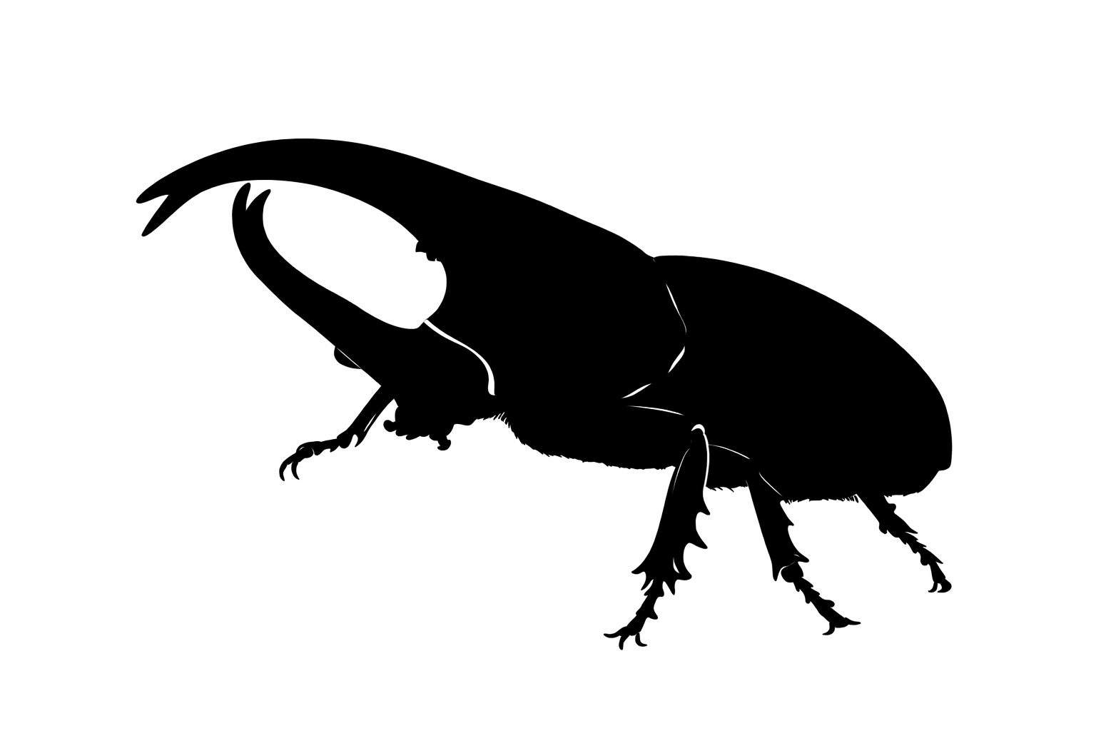 ヒメカブトの仲間