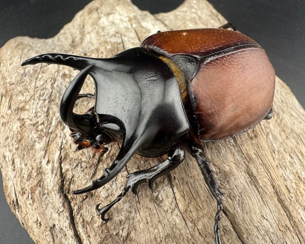 ゴホンツノカブトの仲間