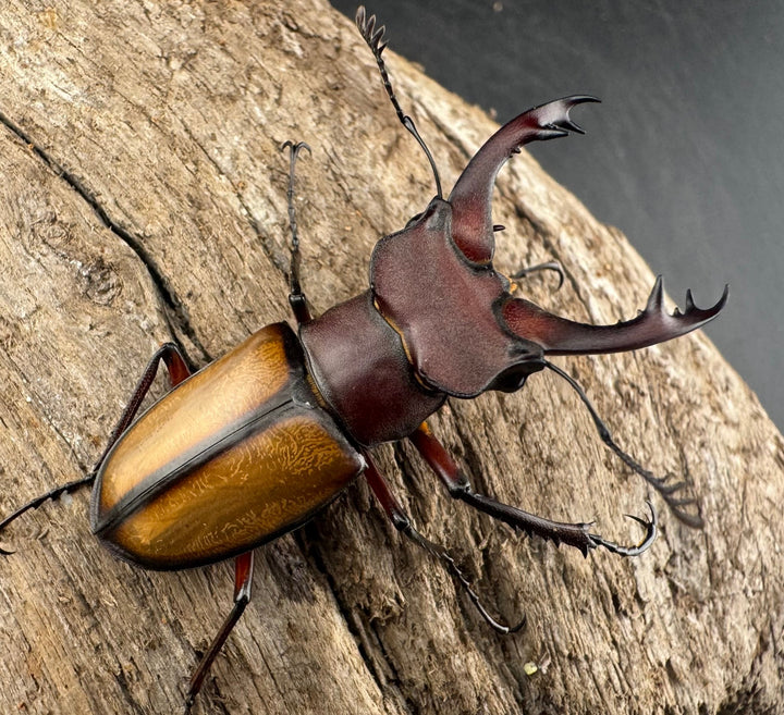 【WD】《ラエトゥスミヤマクワガタ 41.5mm ペア》