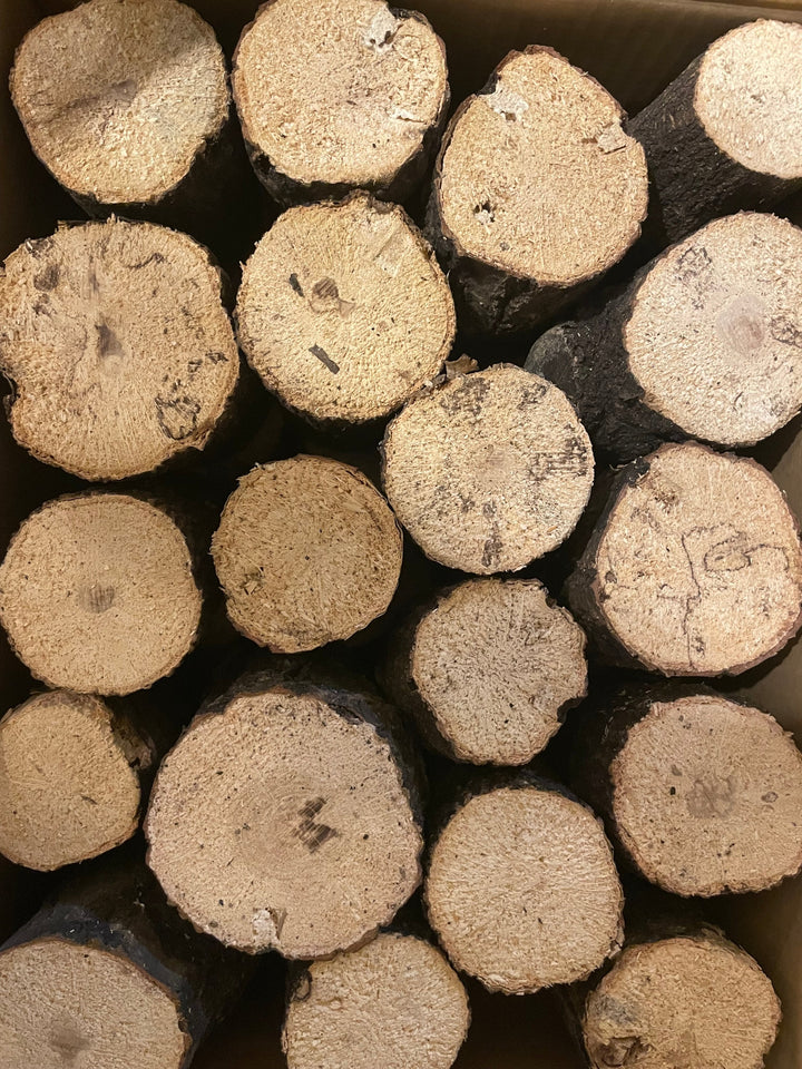 【5袋セット】【KPWオリジナル】バクテリア材 産卵木Mサイズ2本入り