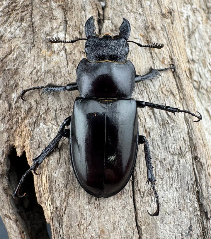 【WD】貴重産地《ブリヴィオミヤマ 57mm ペア》