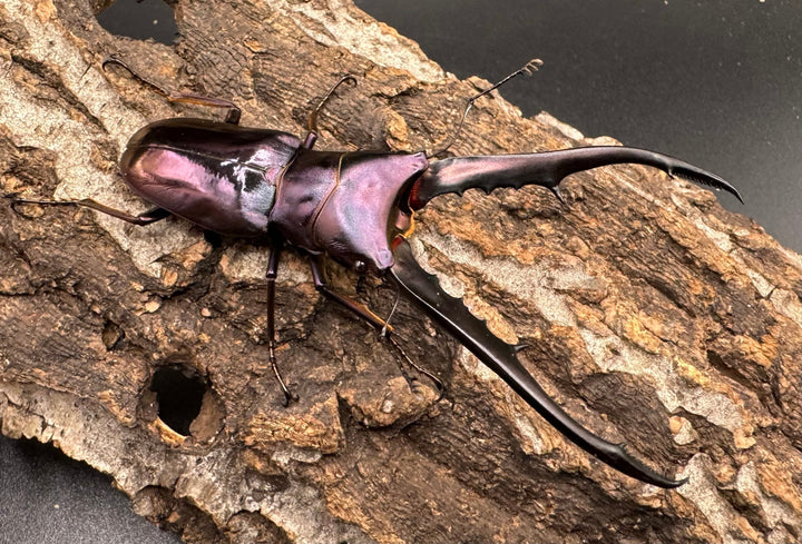 【美麗】《メタリフェルホソアカ 77mm ペア》わたくわ氏ブリード個体