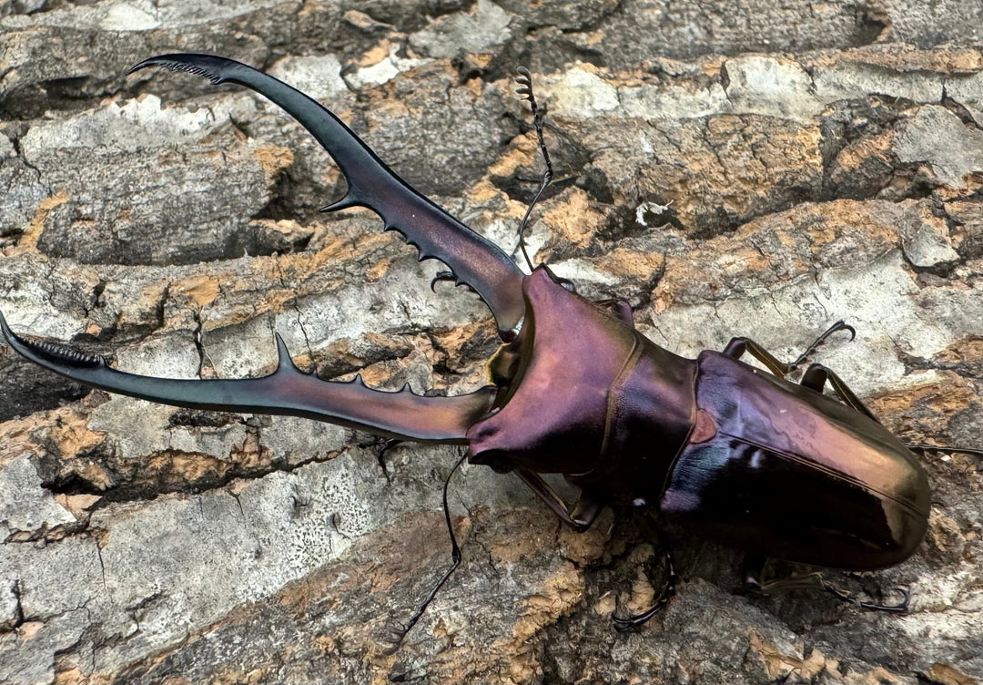 【美麗】《メタリフェルホソアカ 82mm ペア》セルヴォラン氏ブリード個体