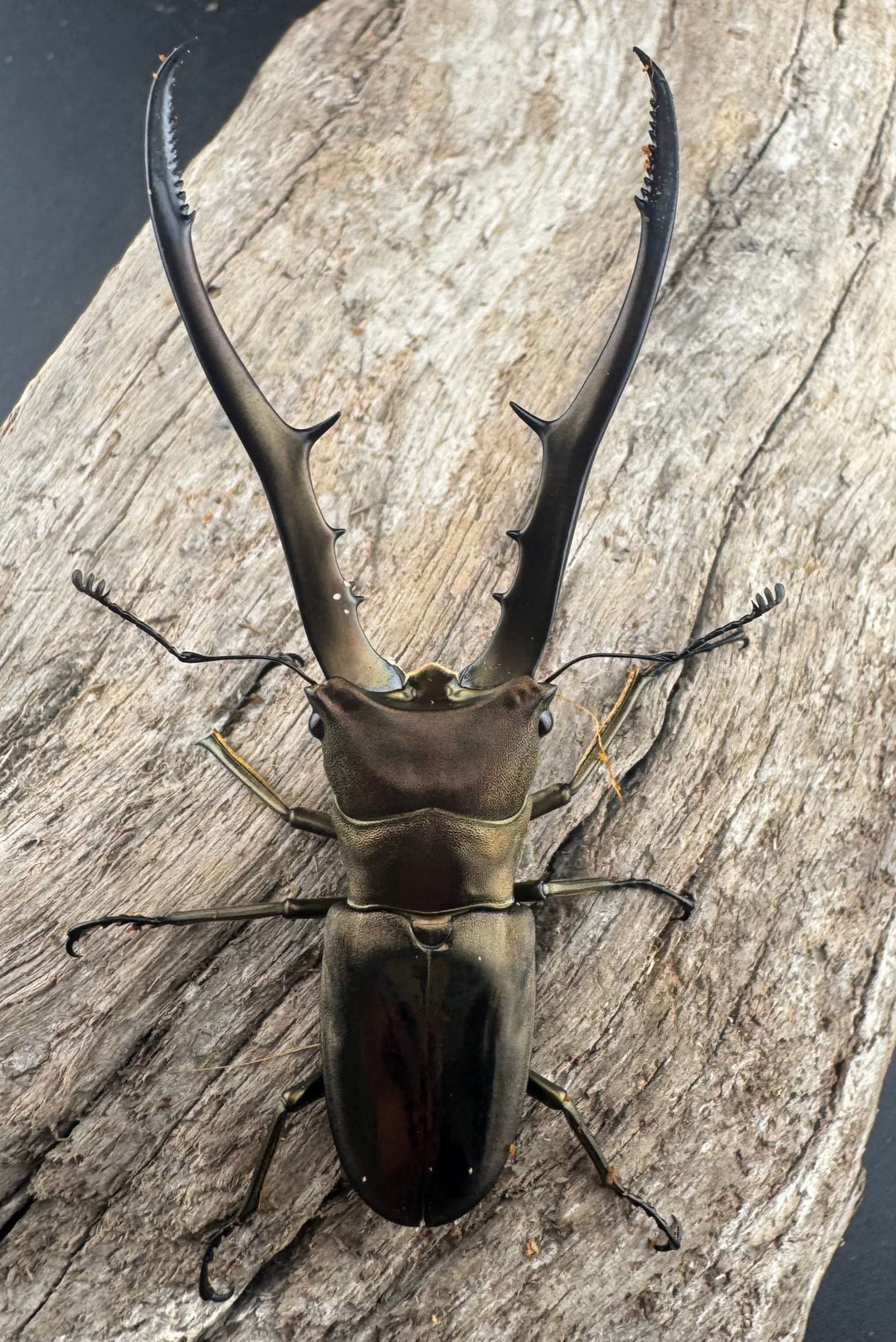 【WD】《メタリフェルホソアカ亜種finae 75.5mm ペア》