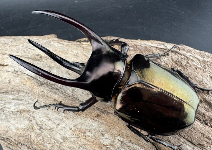 【WD】《アトラスオオカブト スマトラ島産 81mm ペア》