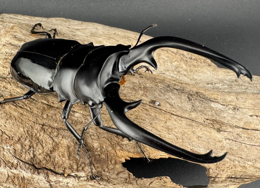 【WD】《インターメディアツヤクワガタ ネグロス島産 93.5mm ペア》