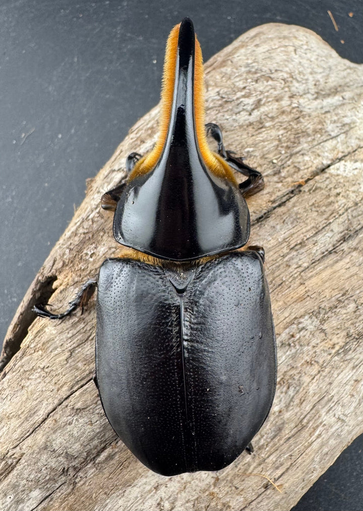 《サタンオオカブト 90mm ペア》inohiro109氏ブリード個体