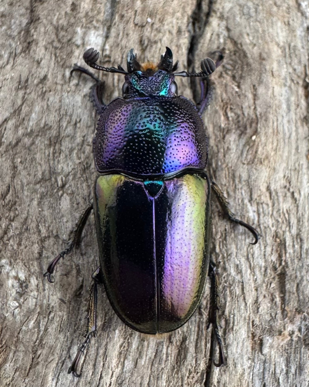 《パプアキンイロクワガタ 39mm ペア》