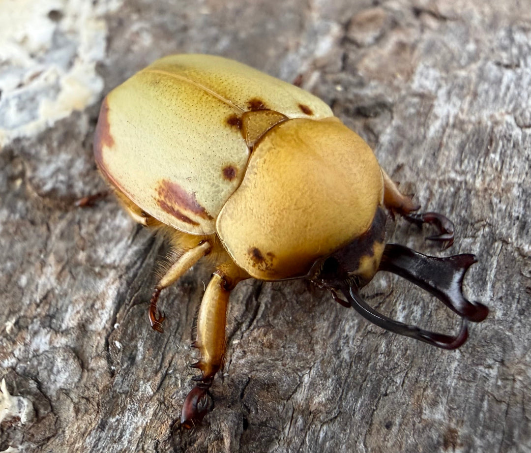 《カツラクワガタコガネ 20mm ♂♀♀トリオ》