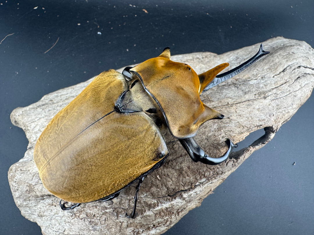 《エレファスゾウカブト 117mm ペア》