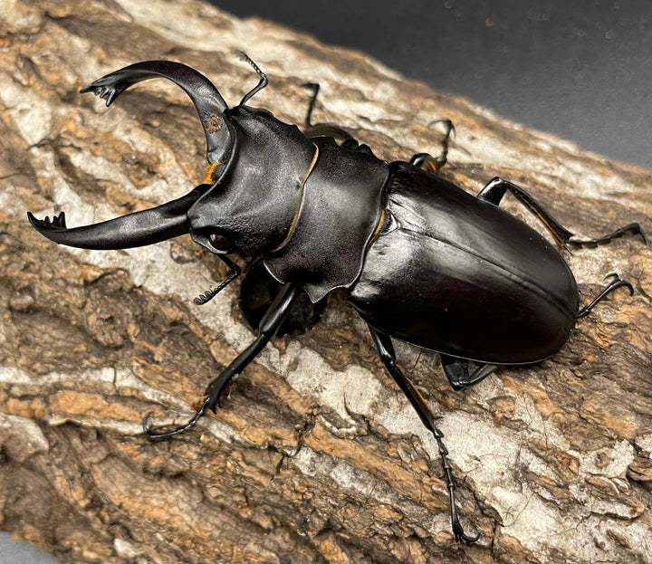 【WD】レア個体《アルケスツヤクワガタ 75mm ペア》