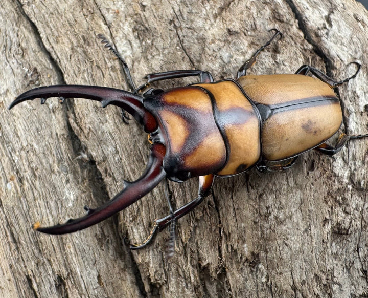 【WD】《スツラリスノコギリ 40mm ペア》