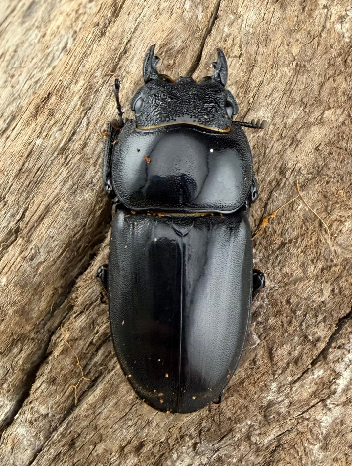 【WD】《パラワンオオヒラタ ガントン産 96mm ペア》