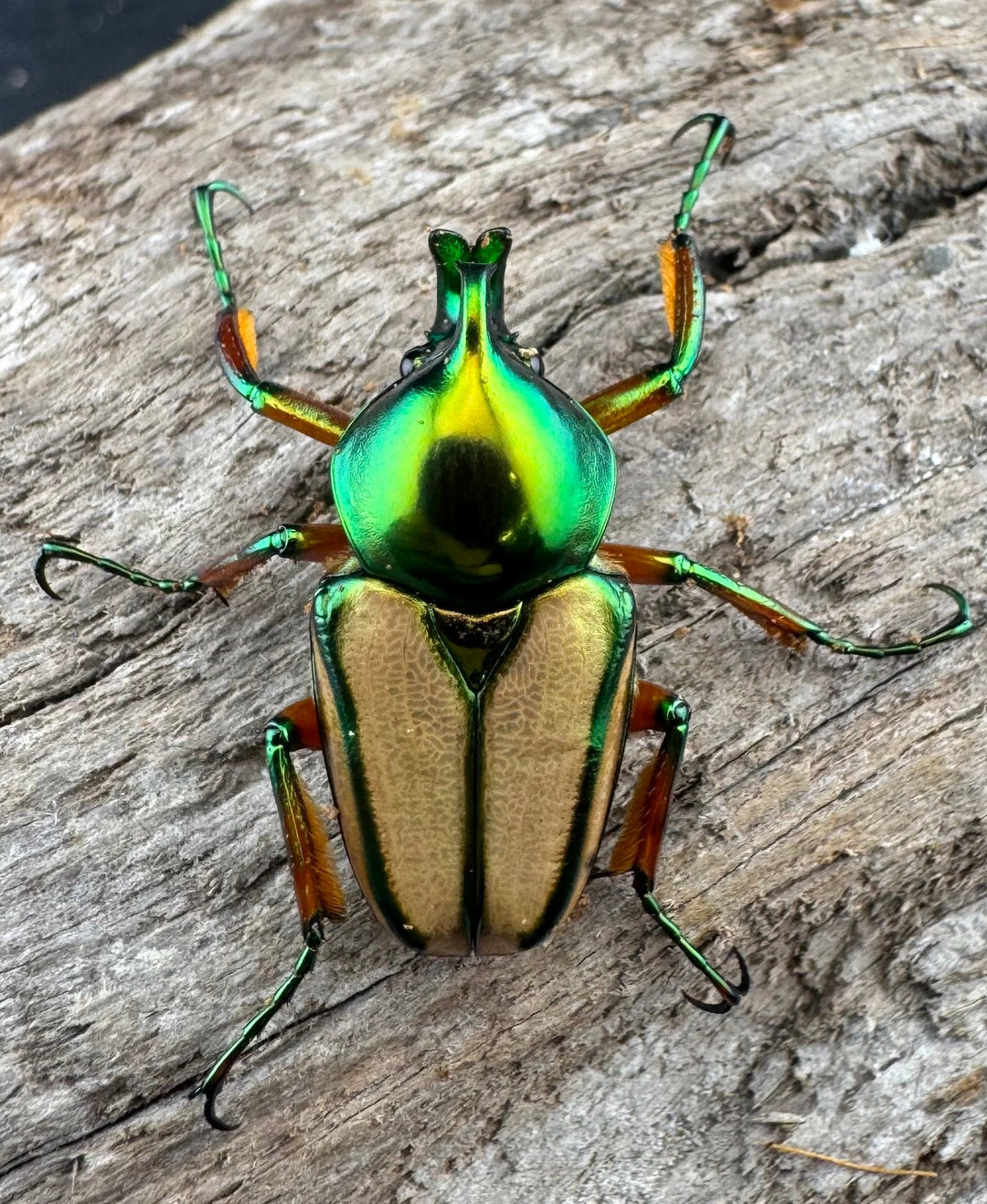 【WD】《セブヒメカブトハナムグリ亜種kachikun ♀グリーン系 ペア》