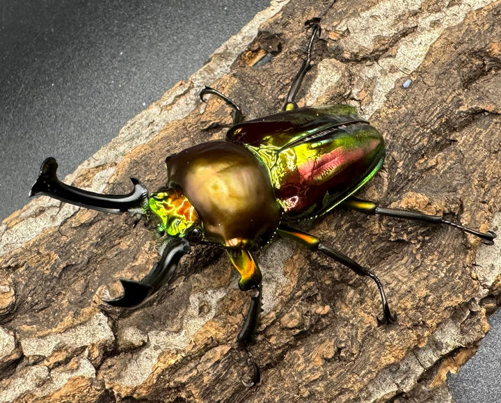 《ニジイロクワガタ 60mm ペア》