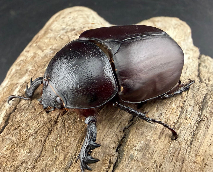 【WD】《シャムゴホンツノカブト 45mm ♀単》