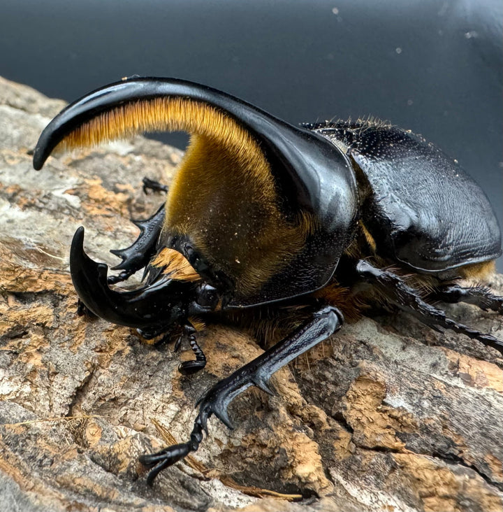 即ブリ《サタンオオカブト 82.5mm ペア》