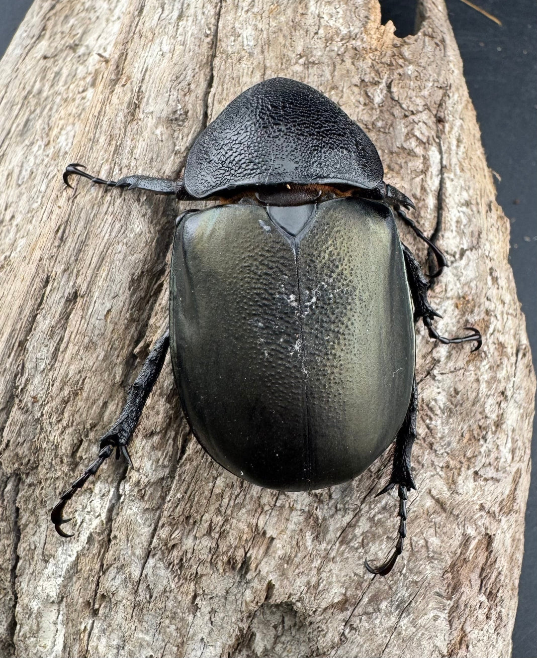 【WD】《アトラスオオカブト スマトラ島産 83mm ペア》