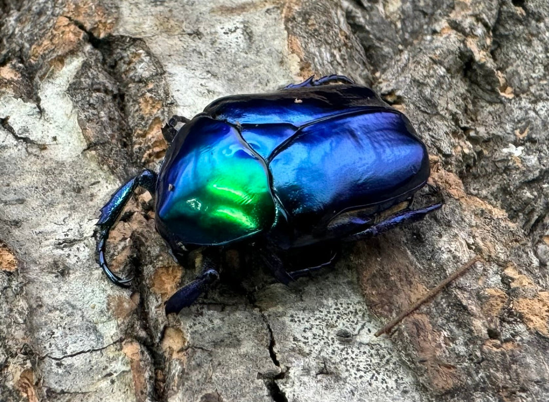 《スペキオーサ・シアノクロラ ペア》②