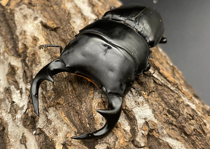 《インドグランディス亜種moriyai Garda95.0血統 83mm ペア》