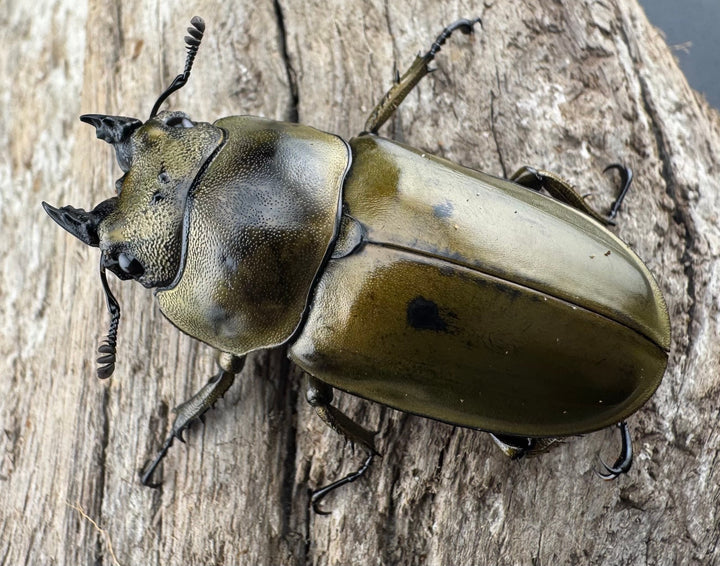 【F0】《ローゼンベルグオウゴンオニクワガタ 43mm ♀単》