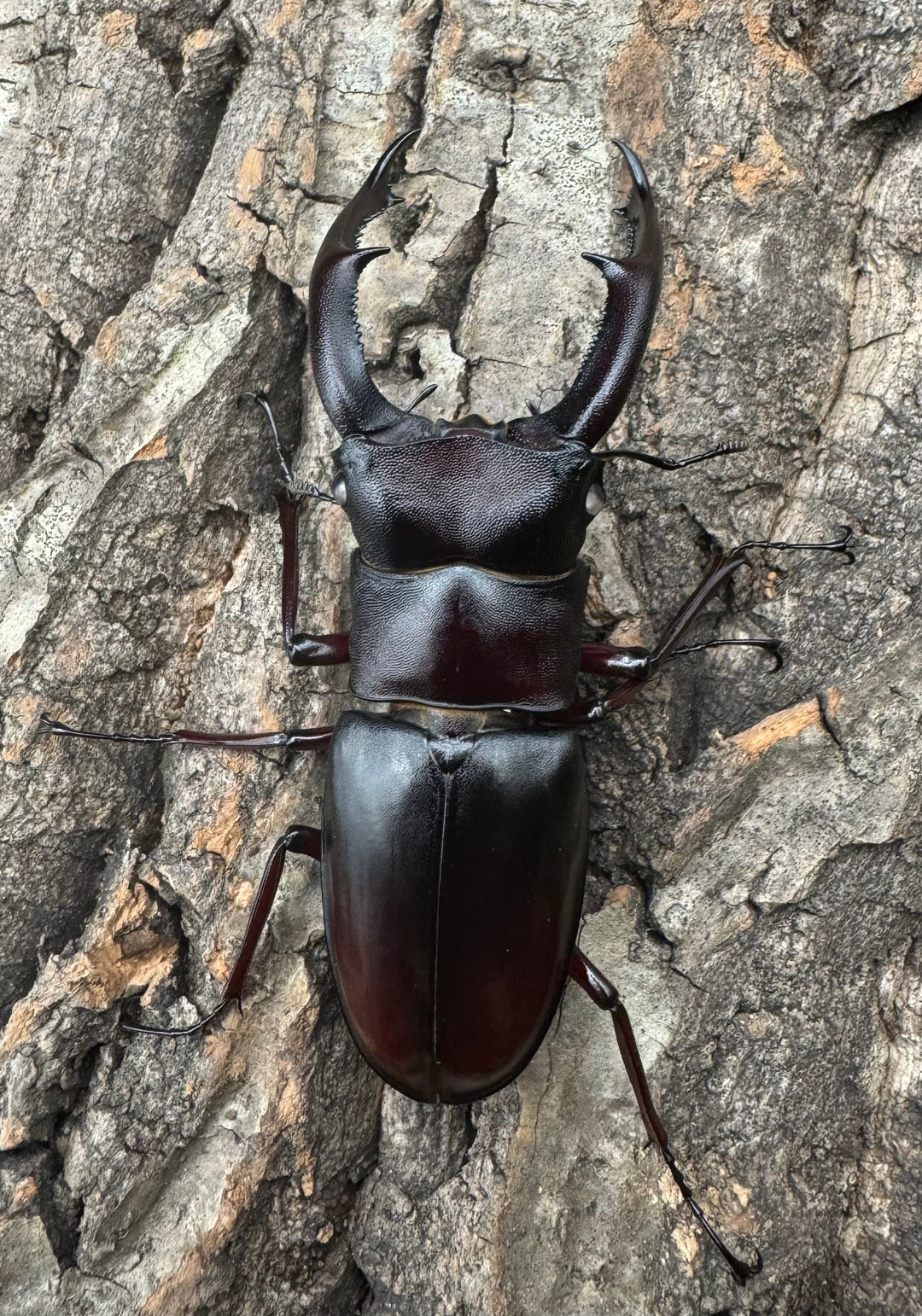 《マンディブラリスフタマタ原名亜種 サバ産 ホワイトアイ 79mm ペア》