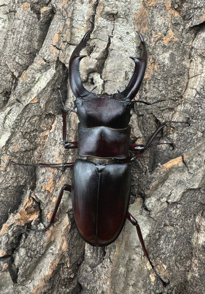 《マンディブラリスフタマタ原名亜種 サバ産 ホワイトアイ 79mm ペア》