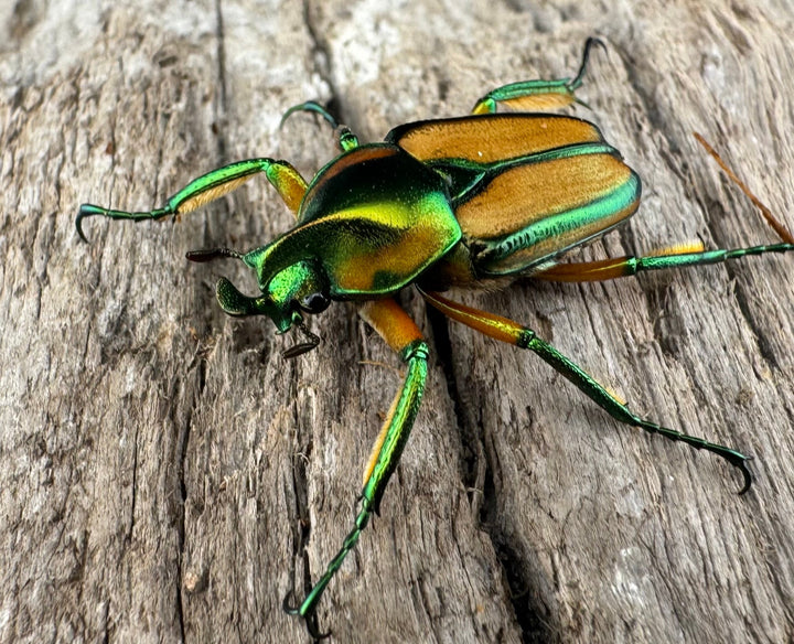 【WD】《ホウデンヒメカブトハナムグリ Free ペア》