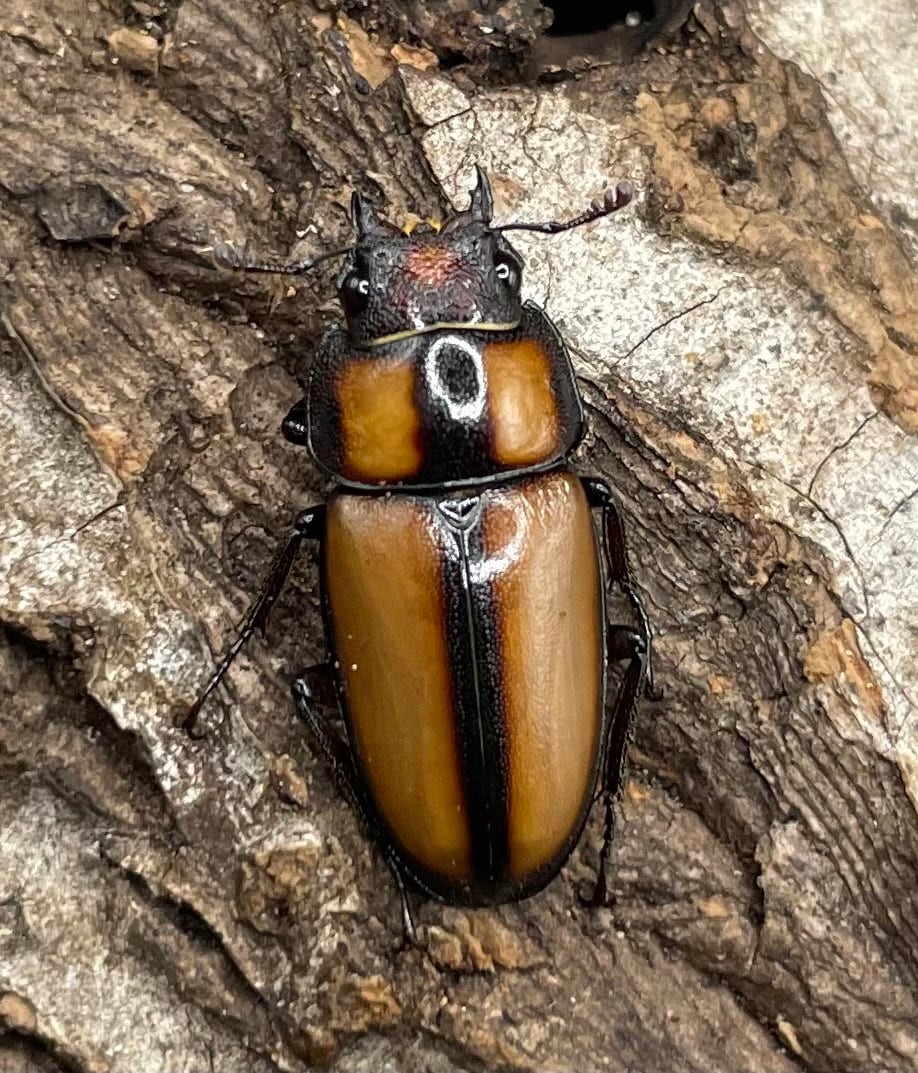 【WD】《スツラリスノコギリクワガタ 32.5mm ♂♀♀トリオ》