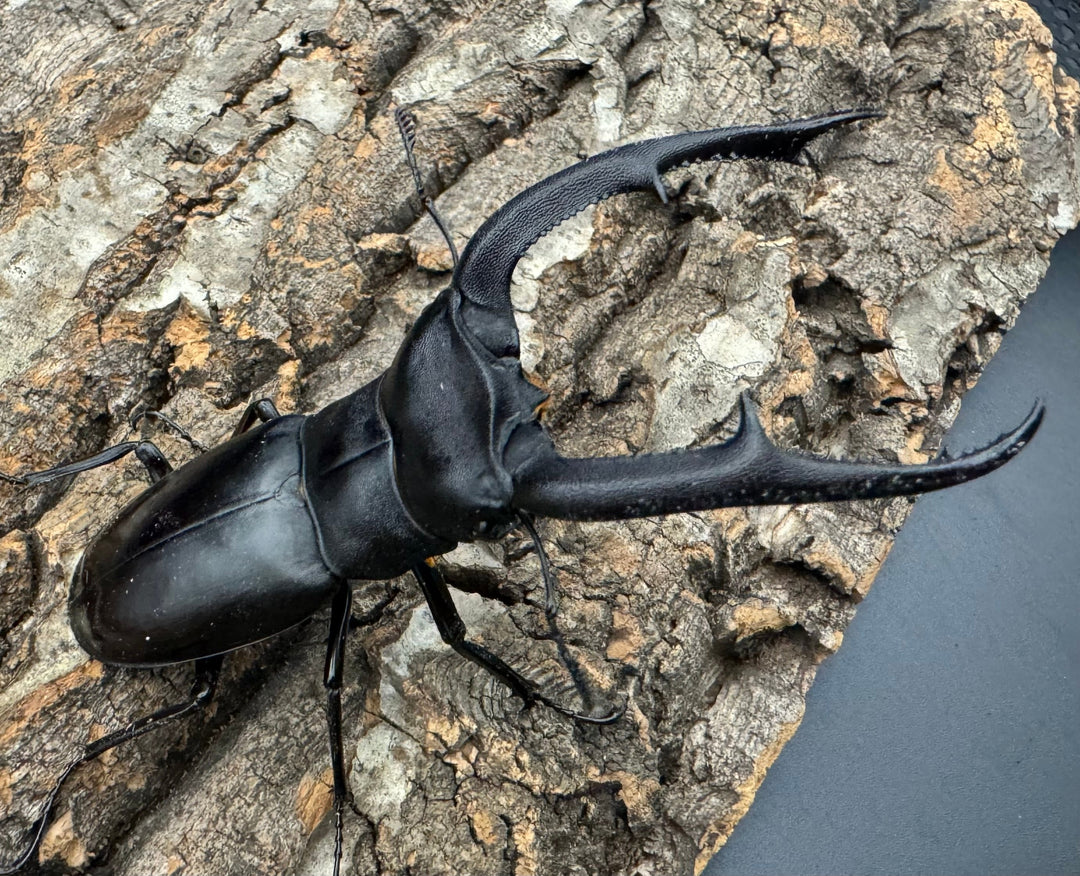 【WD】《マンディブラリスフタマタ 92.5mm ペア》