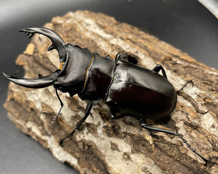 【WD】《アルケスツヤクワガタ 75mm ペア》