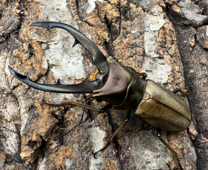 【WD】《モンタネルスホソアカクワガタ 63mm ペア》