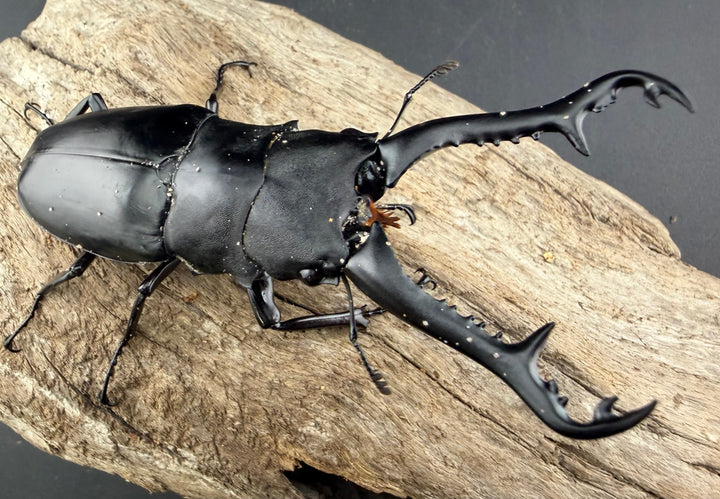 【WD】《ギラファノコギリ亜種ニシヤマイ 96.5mm ペア》