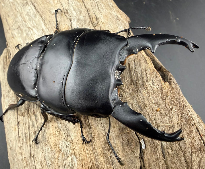 【WD】《アルキデスヒラタ アチェ産 長歯 91mm ペア》