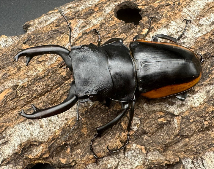 【WD】《スティーブンスツヤ亜種mamaesaensis 69mm ペア》