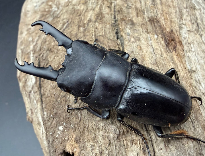 【WD】《タウネスヒラタクワガタ 47mm ペア》