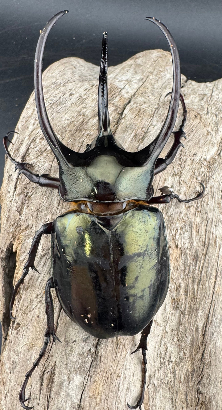 【WD】《ミンダナオアトラスオオカブト マラグサン 産 93mm A’品ペア》