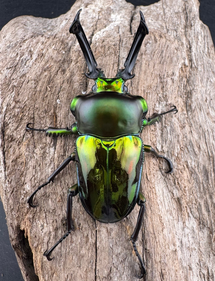 《ニジイロクワガタ 59mm ペア》