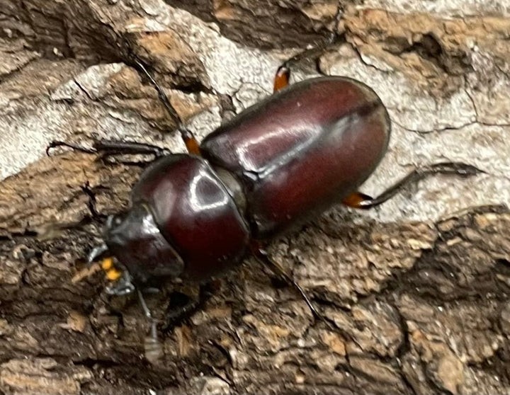 【WD】《カプレコルヌスウスバクワガタ 27mm ペア》