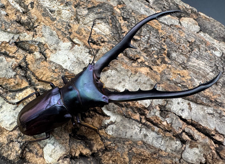 【美麗】《メタリフェルホソアカ 74mm ペア》わたくわ氏ブリード個体