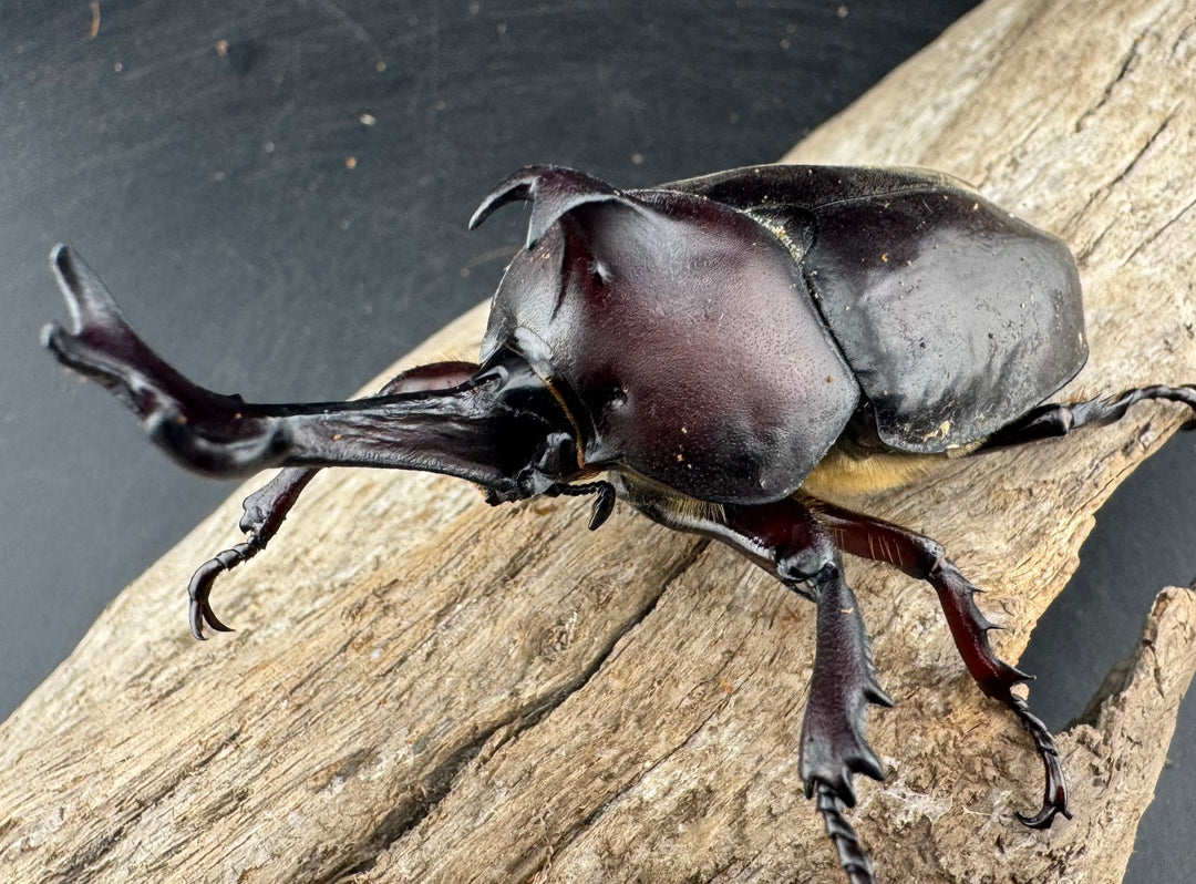 《国産カブトムシ 栃木県産 80mm ペア》